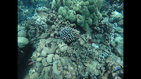 Coral bleaching appears off Maui as ocean heats up