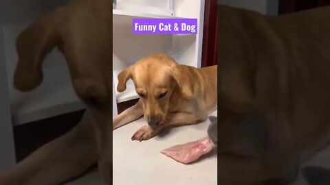 funny cat videos||english bulldog puppies||great dane puppy||#meme#shorts#Gigox#cats