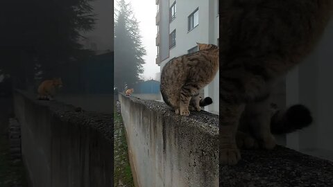 Watch Us Save Street Cats