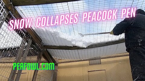 Snow Collapses Peacock Pen, Peacock Minute, peafowl.com