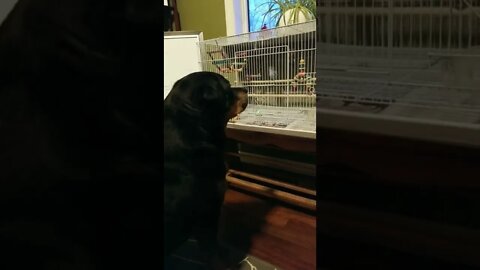 Rottweiler Loves Watching Her Budgie Buddies 😊 #rottweiler #shorts #youtubeshorts #budgies #birds