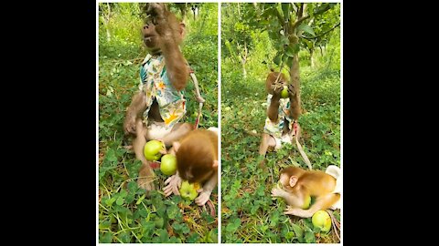 Adorable baby monkey is eating peaches and playing happily