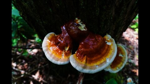 Brewing Reishi mushroom tea in the woods. Bushcraft stove from Uberleben and Kuksas. #shorts