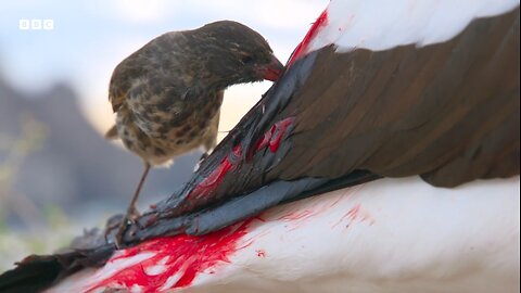 Bloodthirsty Birds turn into Vampires | A Perfect Planet |4K UHD | BBC Earth