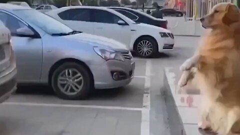 The Best Parking Assistent…