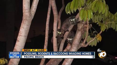 Possums, rodents and raccoons invading homes