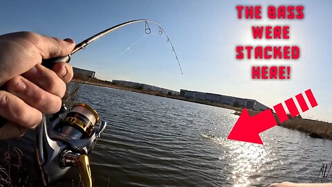 The Bass Were STACKED! in This Corner | Ultralight Fishing #fishing #bassfishing