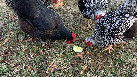 Cheepers VS Granny Smith Apple