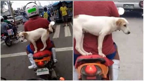 Un chien sur un scooter: il risque sa vie