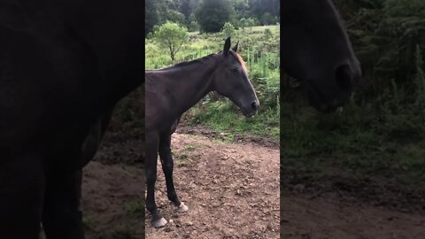 Rescue Horse Unimpressed with Apple flavoured worm paste! 🪱 🍎 🍏