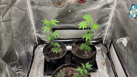 clones blueberry blitz