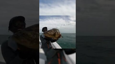 GIANT bait for a GIANT fish