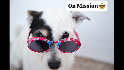 Cute Dog mission to save a chick. Cute mission don't miss to see this.