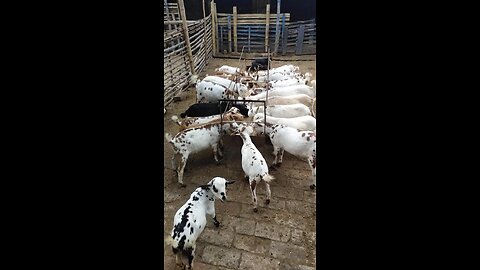 GOAT FARMING