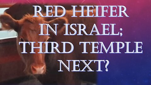 The Red Heifer is in Israel. Temple Initiation Ceremony Imminent? Does God Approve?