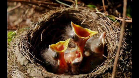 pasaro chick feeding in the nest