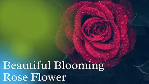 Beautiful blooming rose flowers for relaxing music