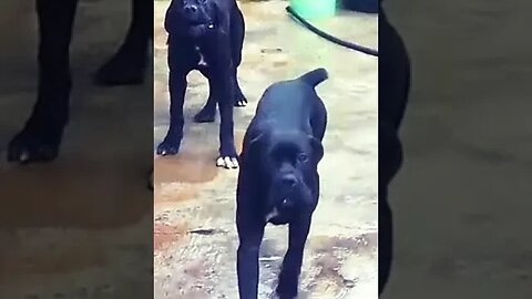 Protective Cane Corso puppies barking #canecorso #dog #doglover #dogbarking #youtube