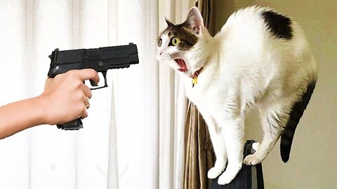 What happens when you point a gun at a Cat or dog😂🤯! FIND OUT?