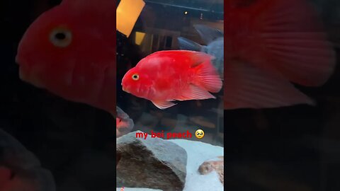 i love my #bloodparrot 🥹 #fish #fishingvideo #aquarium #cichlids #cichlid #fishtank #parrotfish