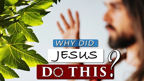 Why did JESUS CURSE the FIG TREE??