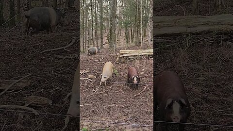 Pigs Waiting for Breakfast @UncleTimsFarm #shorts #kärnəvór #PigTalk #UncleTimLovesPigs