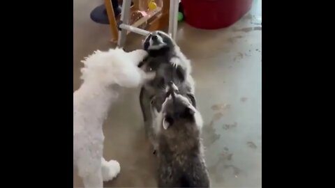 For Happy Reasons, Racoons catch soap bubbles