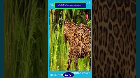 معلومات هن حيوان الجاكور 5 6