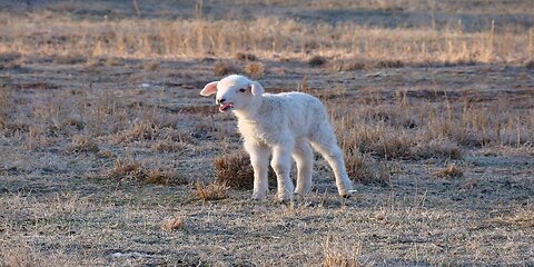 August 25 (Year 3) - Parable of the Lost Sheep Explained - Tiffany Root & Kirk VandeGuchte