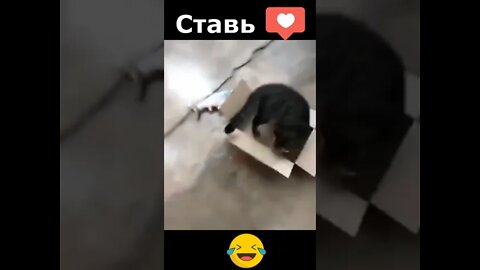 #shorts Смешные Коты Из Тик Тока 67 Funny Cats From Tiktok