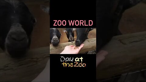 Zoo World Panama City Beach, Florida #shorts