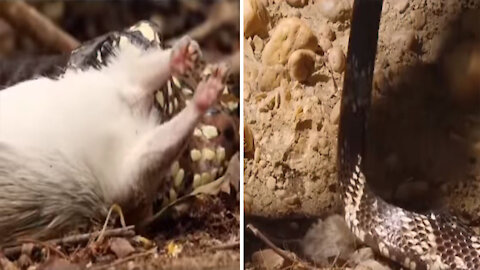 Brave Monkey Saves Mice From Cobra!