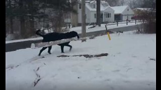 Este labrador não quer ir buscar um pau qualquer