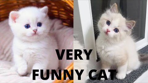 SO CUT CATS FUNNY VIDEO