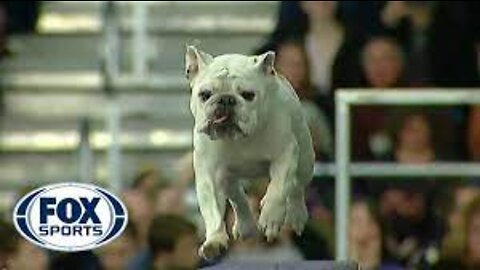 FOX SPORTS | Watch Rudy the Bulldog crush the 2019 WKC Masters Agility course