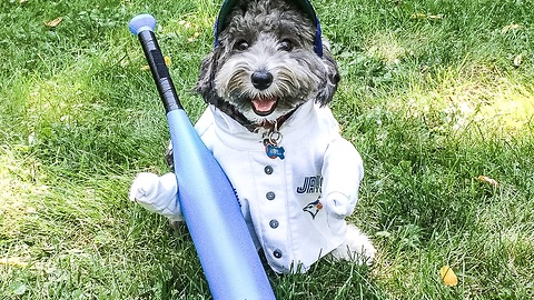 Talented canine shortstop struts his stuff