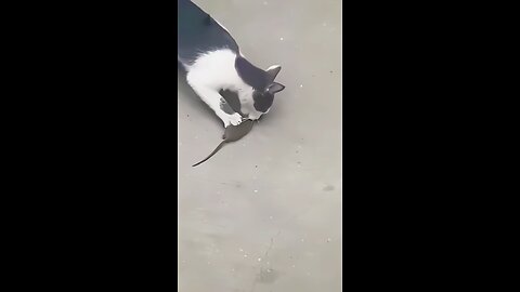 a Mouse prank with pussy cat 😺