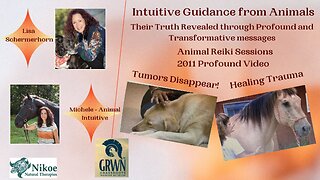 Animal Reiki – Trauma Healed and Tumors disappeared!