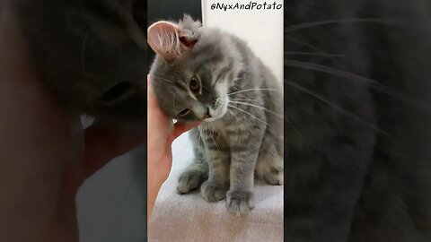 Adorable Kitten Potato Gets Head Rubs = Contented Cat