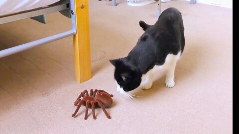 Cute Kitty VS Giant Spider [Tarantula] RC