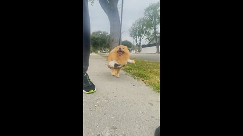 Dog loves to party #funnydog #cutedog #pomeranian #dog #pupppy