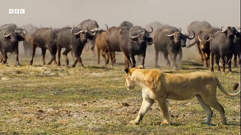 Llon Cubs vs Buffalo Herd: One NARROW Escape| BBC Earth 🌎 🌍