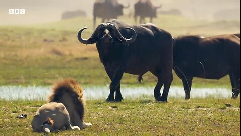 Llon Cubs vs Buffalo Herd: One NARROW Escape| BBC Earth 🌎 🌍