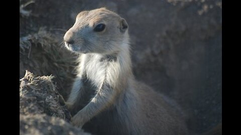 This prairie dog is so nonplussed