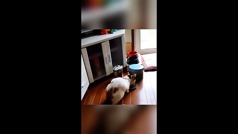 Funny animal videos