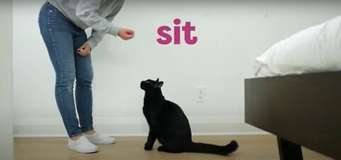 30 Tricks To Teach Your Cat