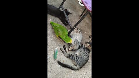 Funny parrot and cat playing