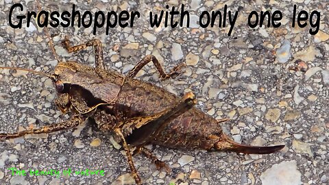 Grasshopper with only one leg / a beautiful brown grasshopper / beautiful insect.