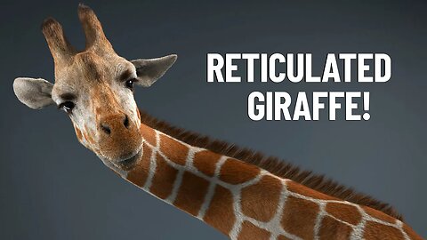 RETICULATED GIRAFFE: Facts, Diet & Habitat Information