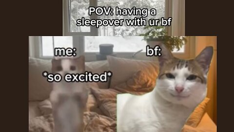 Cat meme part:10